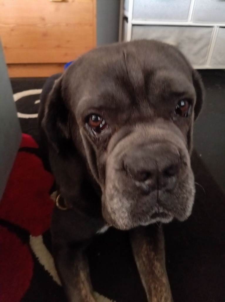 Bullmastiff