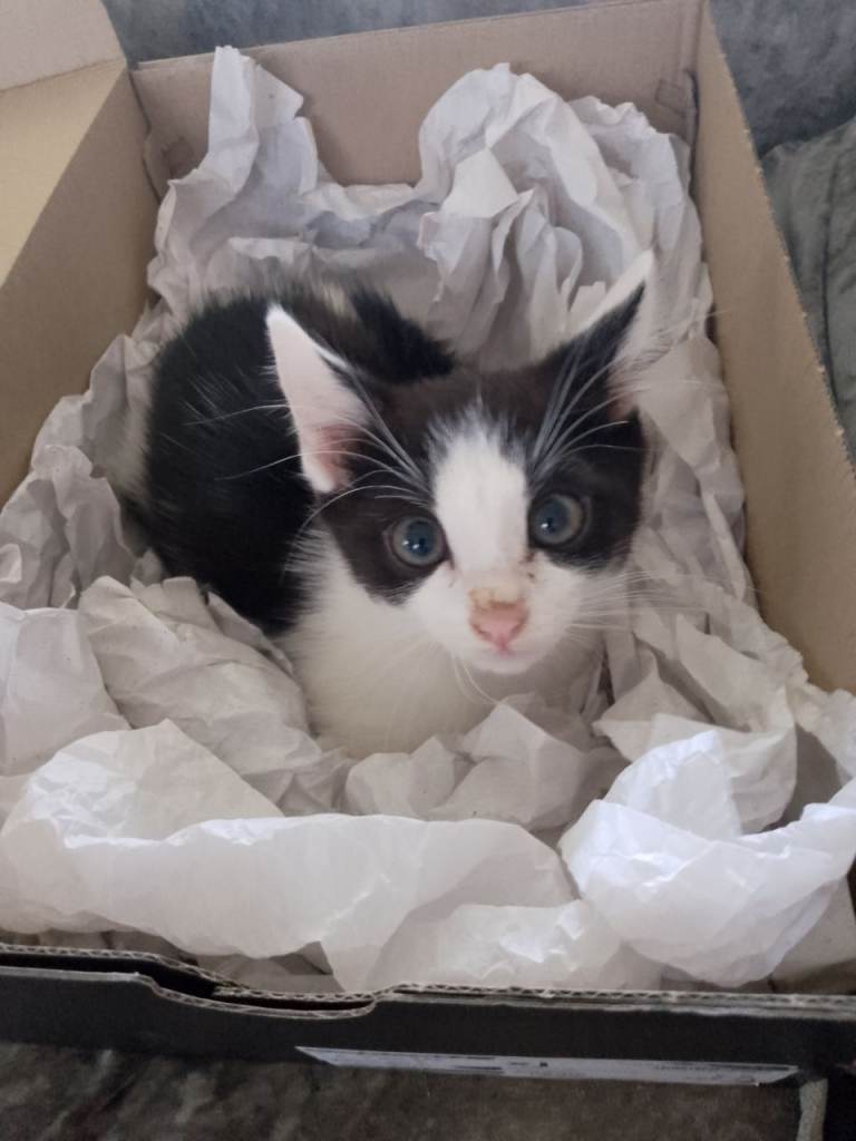  10 week old black and white male kitten 