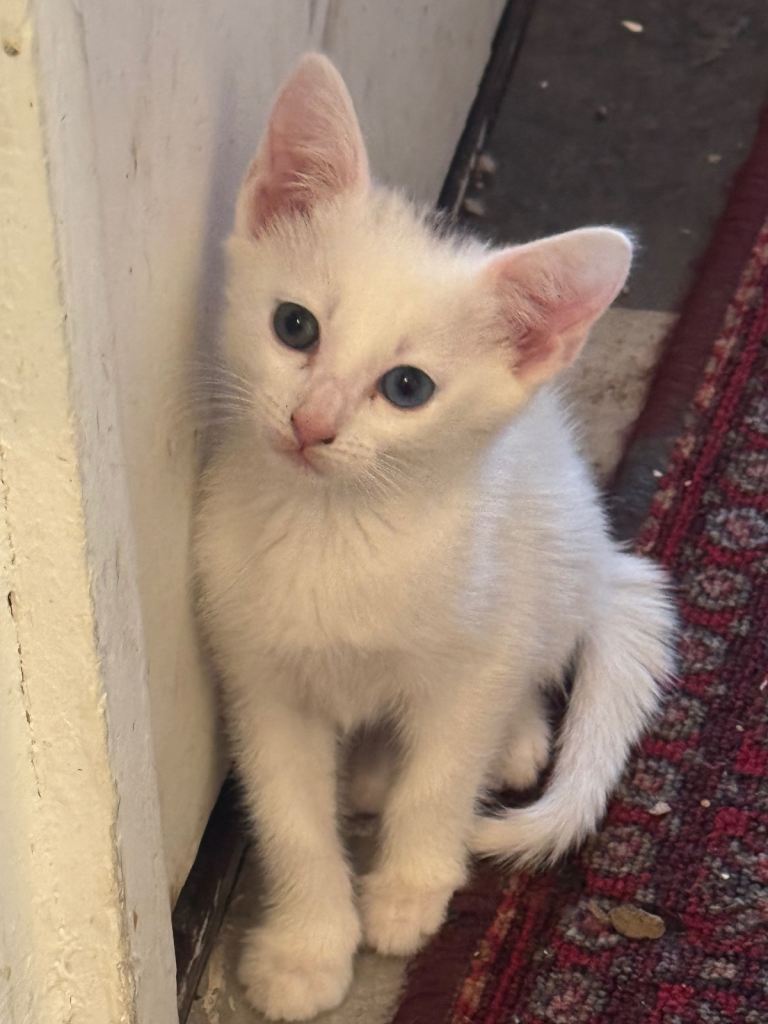 WHITE KITTENS FOR SALE 