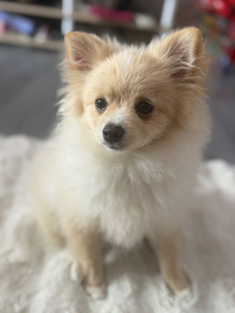 Pomeranian 