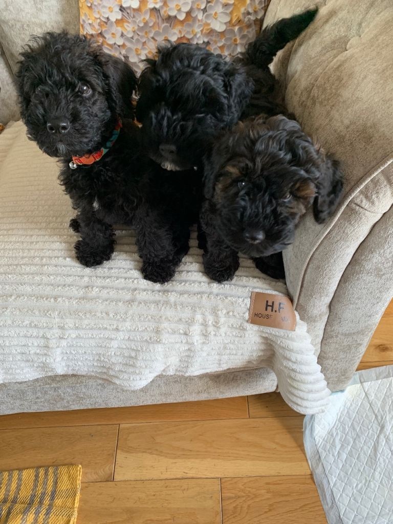 Puppies for sale