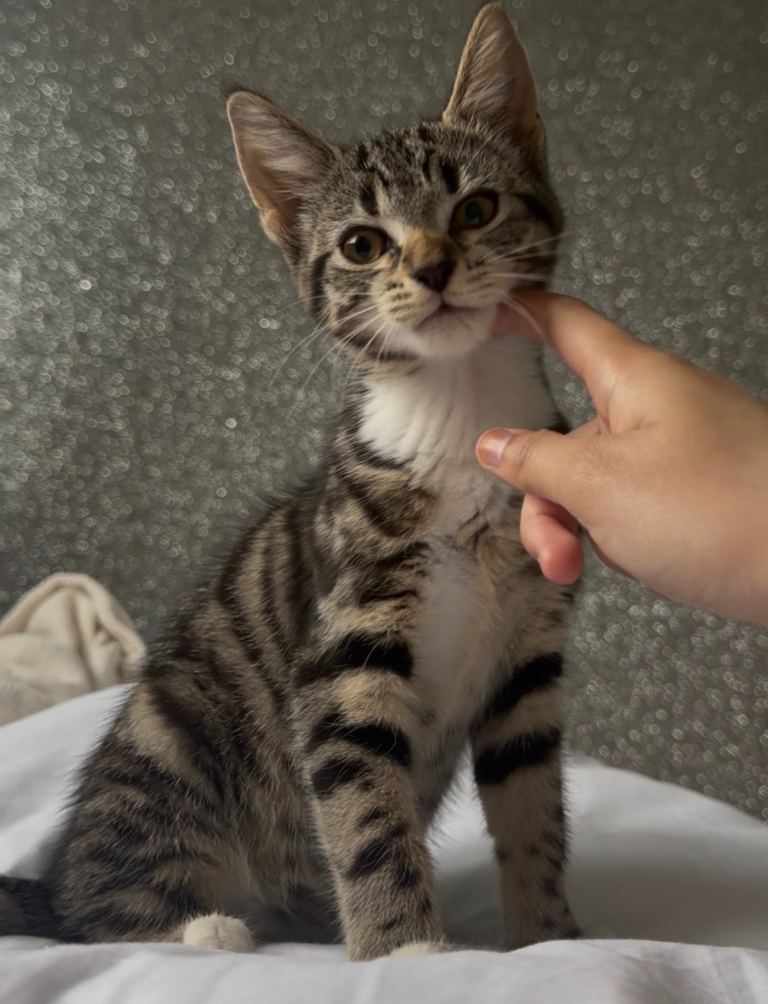 4 month old kitten 