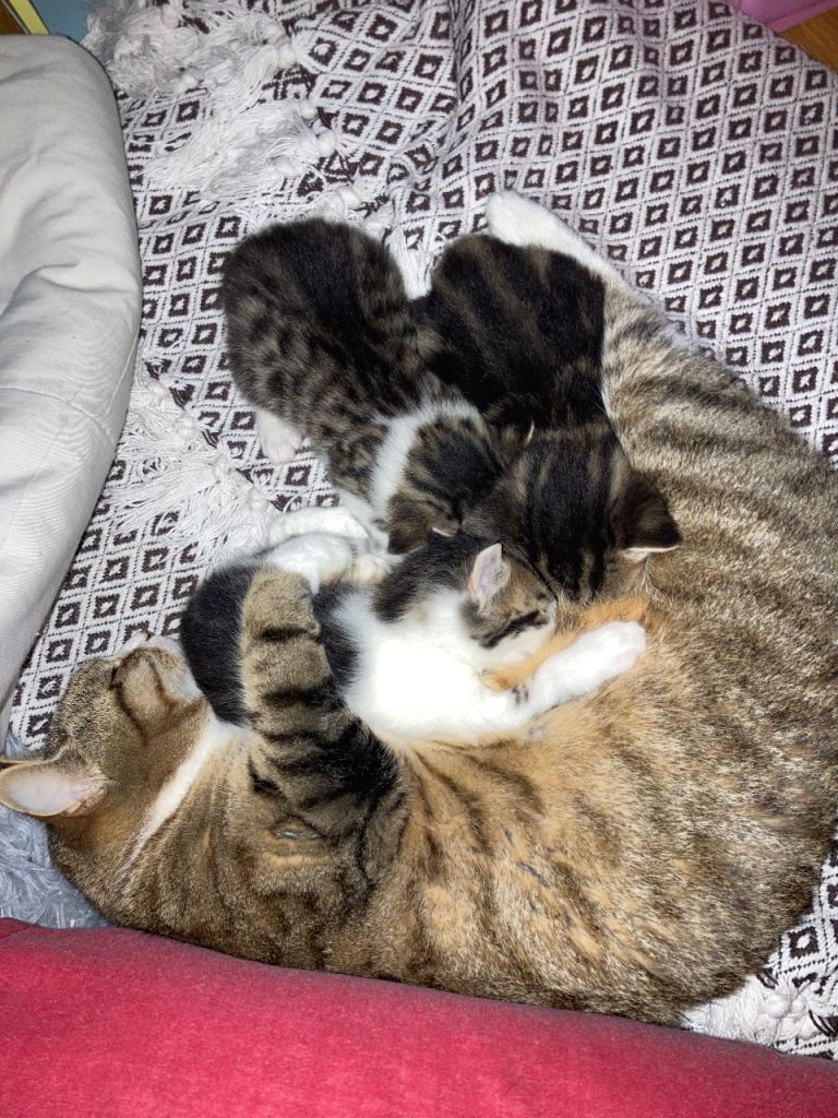 Kittens Bengal crosses