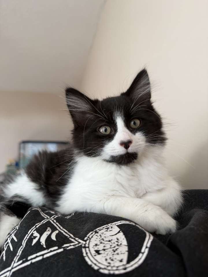 10 month old tuxedo kitten to be rehomed 