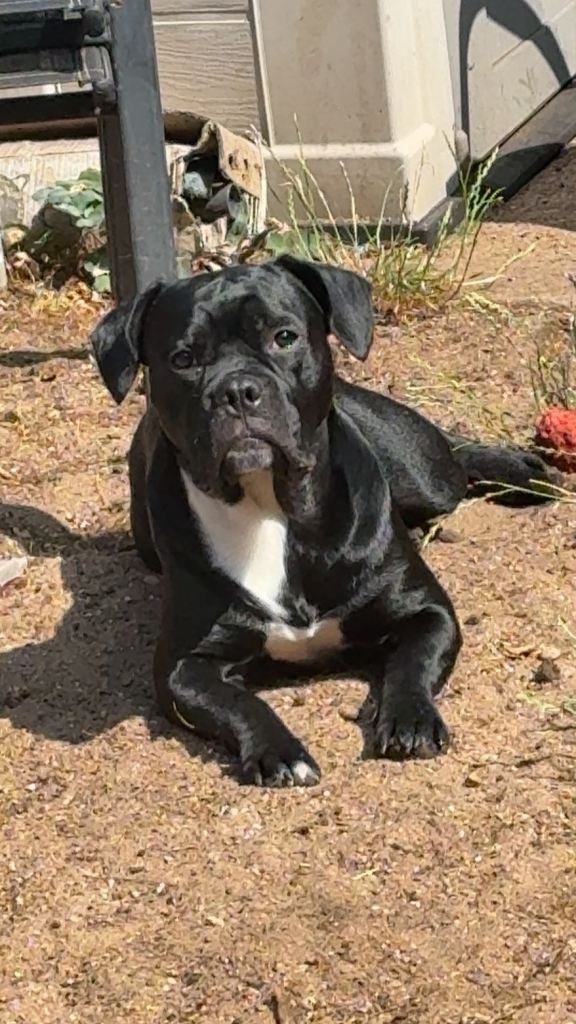 Frenchie cross corso 