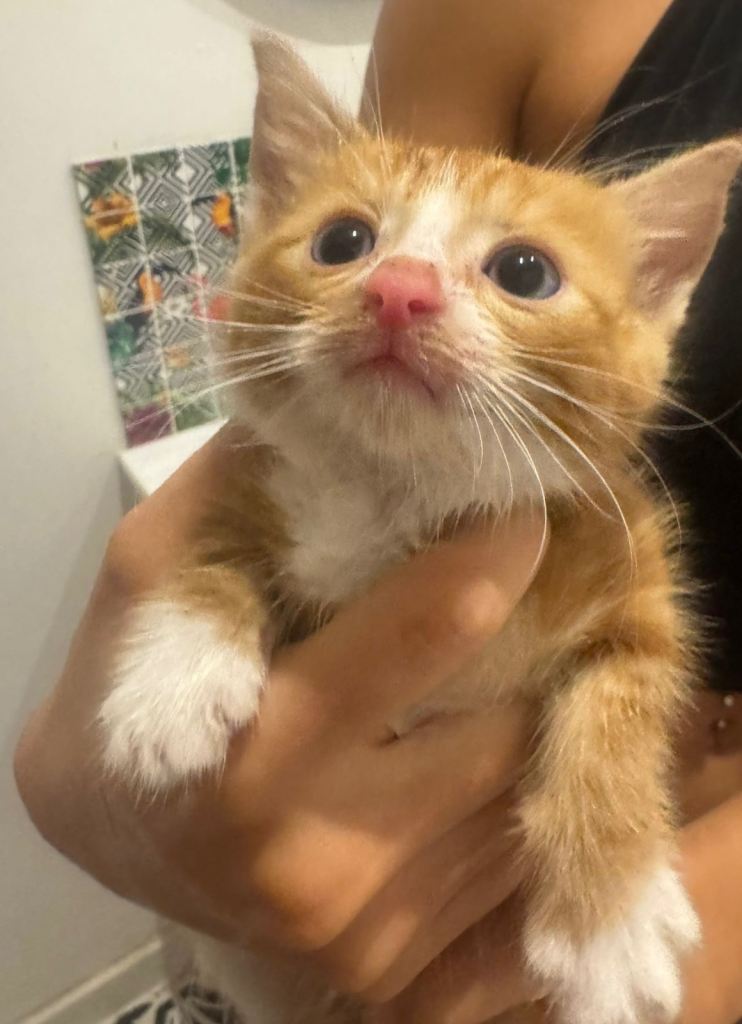 Adorable Ginger and White Kitten Looking for a Loving Home