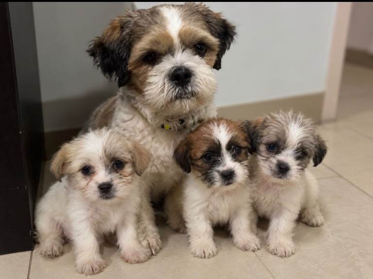 Shih Tzu puppies