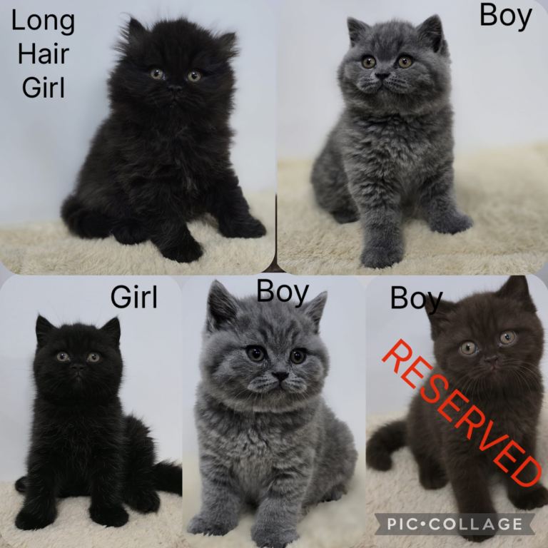 Gorgeous British Shorthair & Longhair Kittens