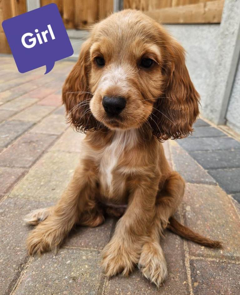 READY TO GO 3Boys 1Girl Show cocker spaniels