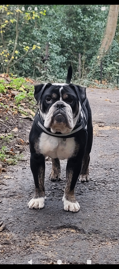 Old Tyme bulldog 