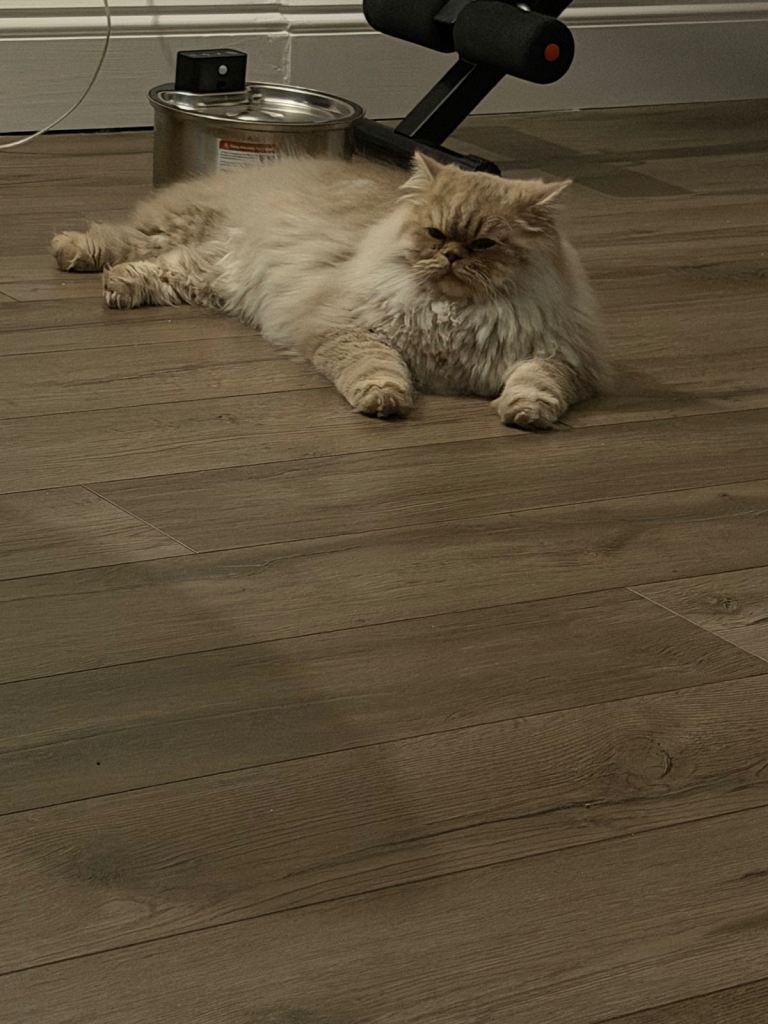 2 British Longhair Kittens for Sale 