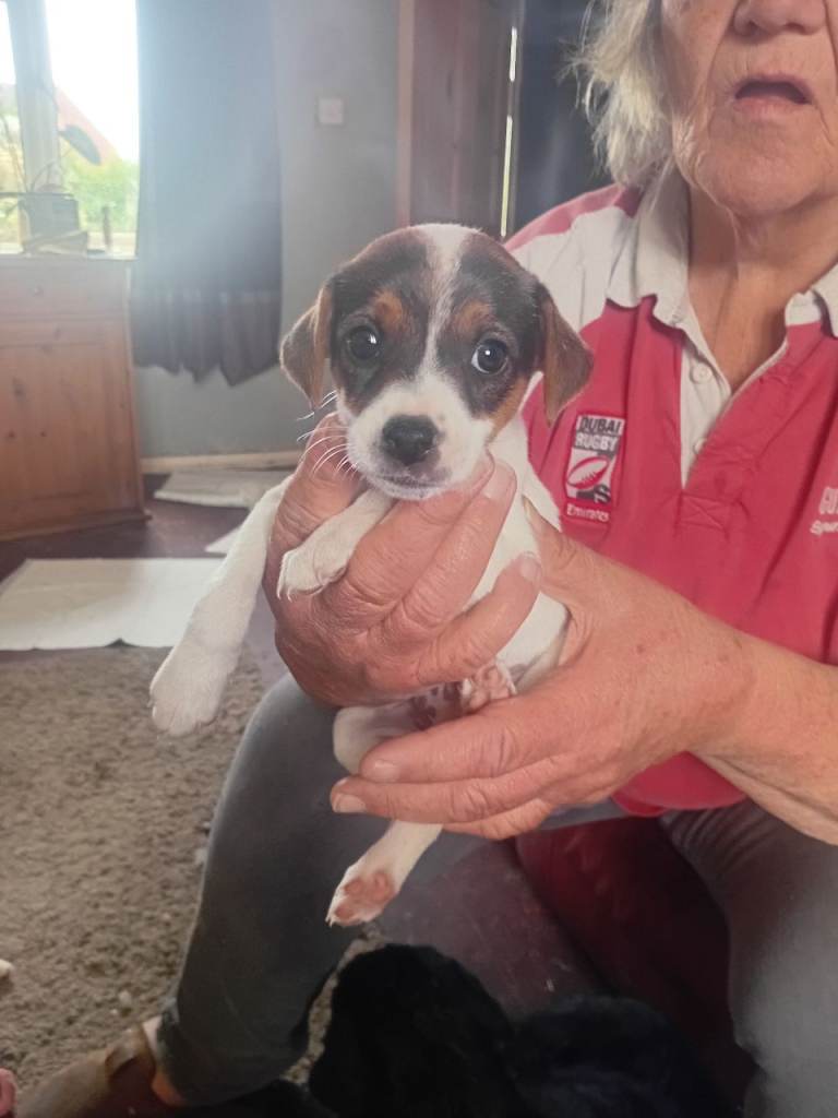 jack Russell puppies 