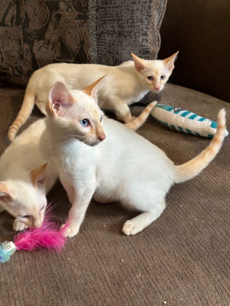 Kittens for loving homes 