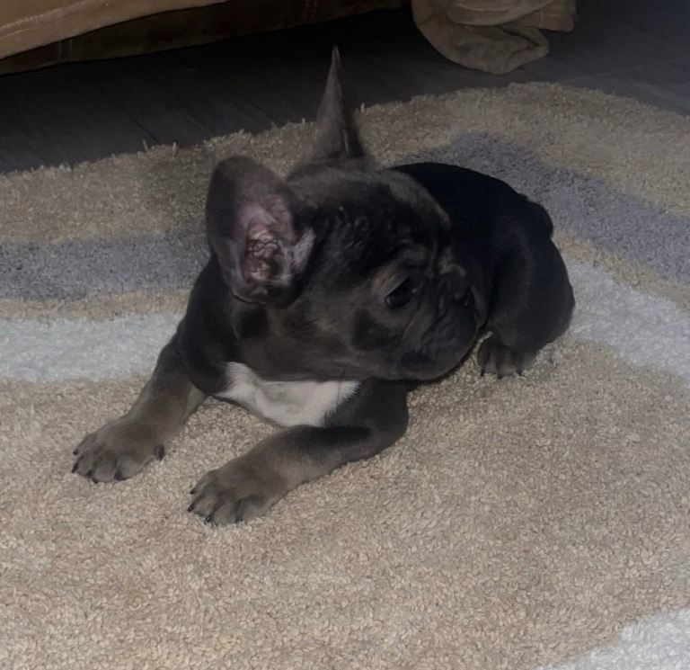 French bulldog puppies 