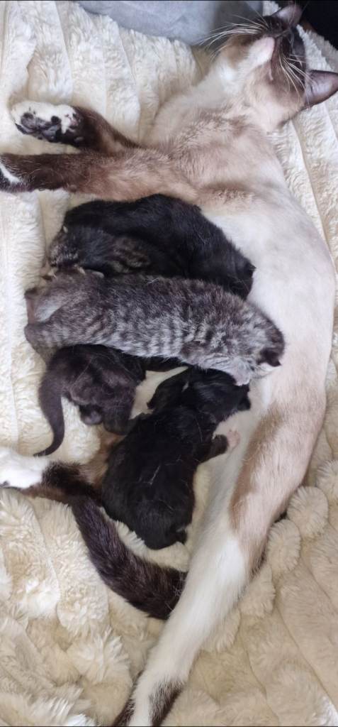 Kittens Available 