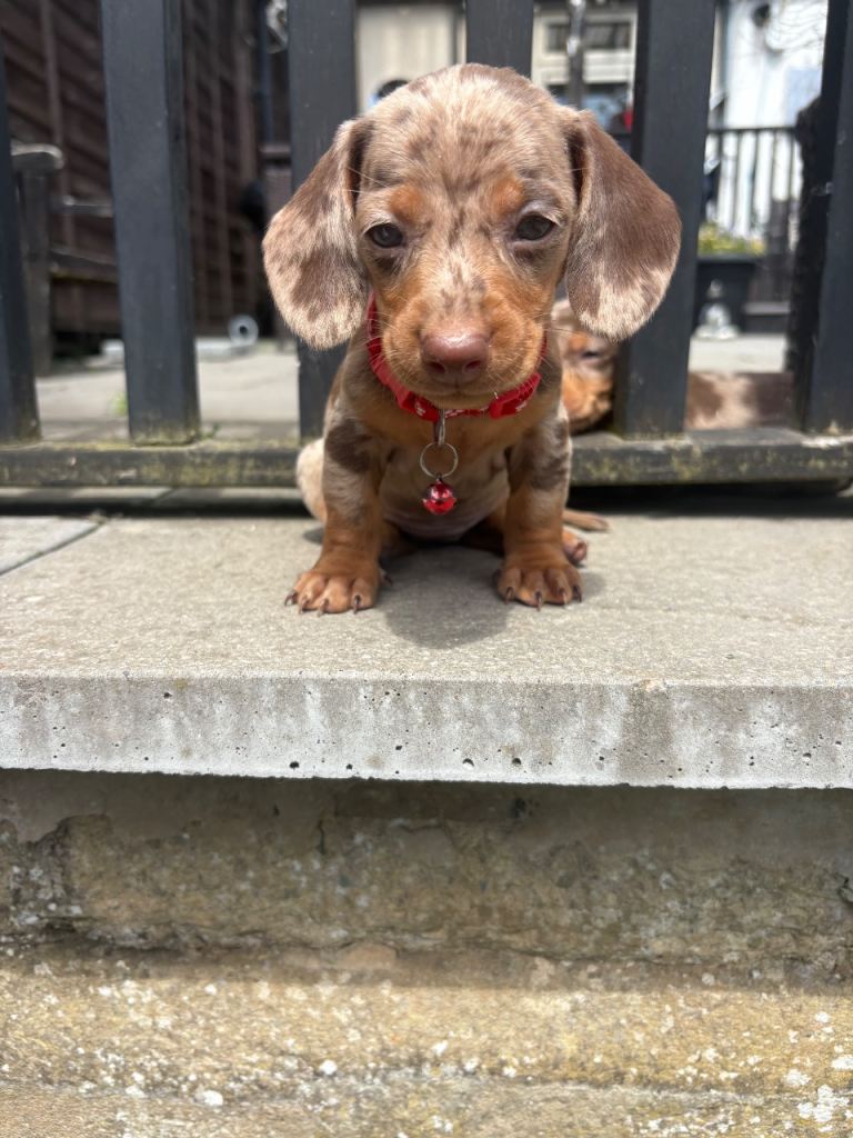 Dachshund puppies one girl left 