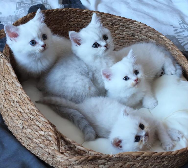 Chinchilla shorthair kittens for sale 