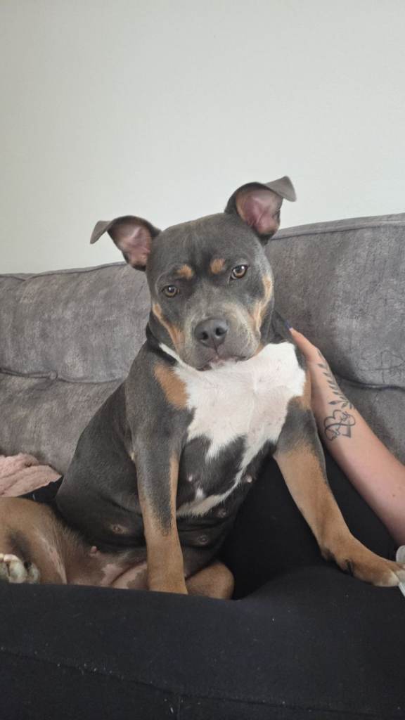 Staffordshire bull terrier