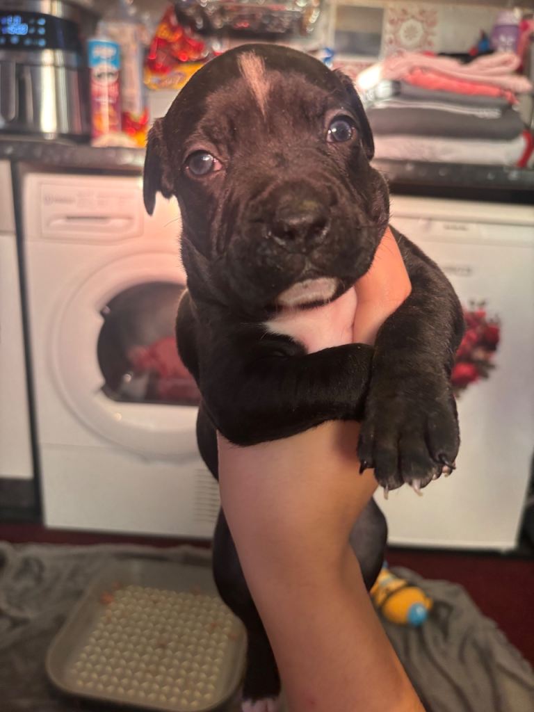 beautiful staffy mastiff puppies