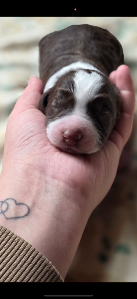 Cockpoo cross lab spanial  puppies 