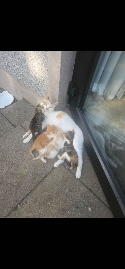 Kittens