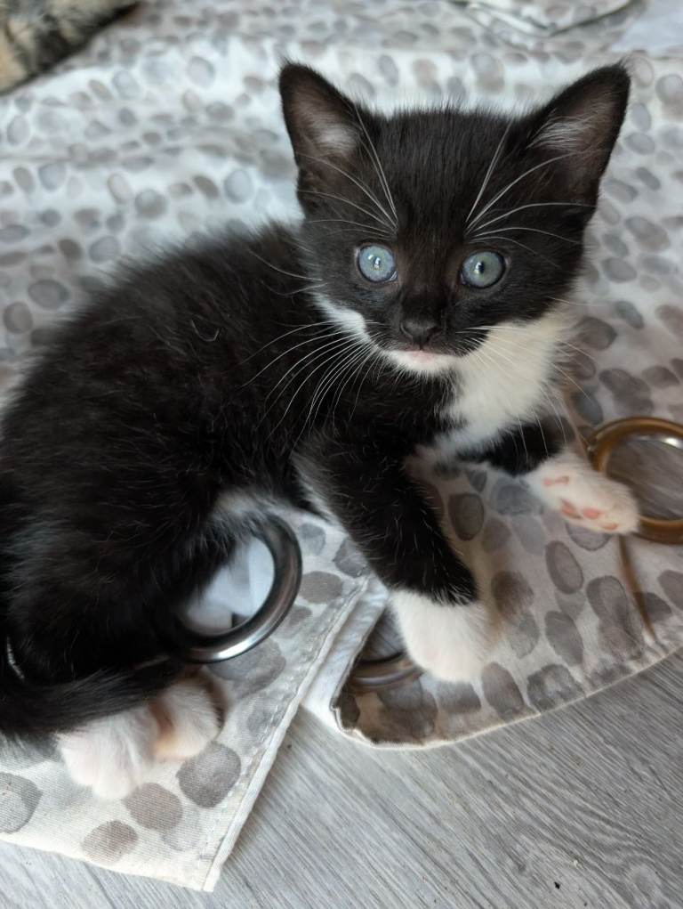 Adorable Kittens Ready for Their Forever Homes