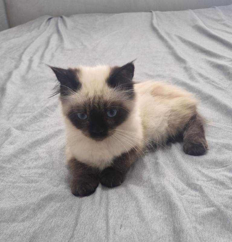 Male Ragdoll kittens ready now
