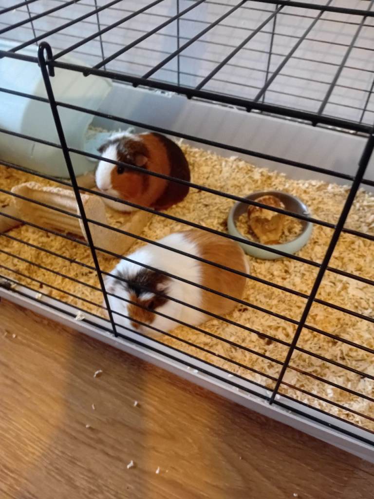 2 female Guinea Pigs with Accessories