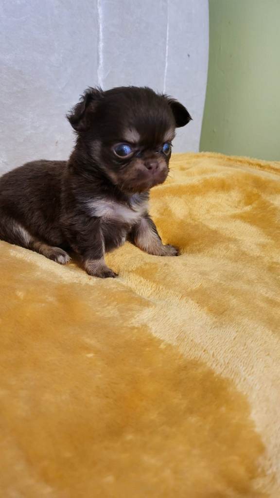 Beautiful Long-Haired Chihuahua Puppies