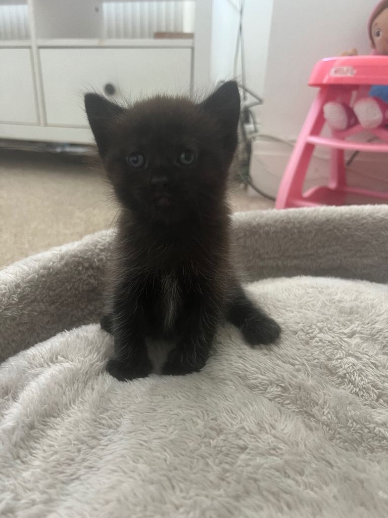 Last Kitten Remaining 🐈‍⬛ 