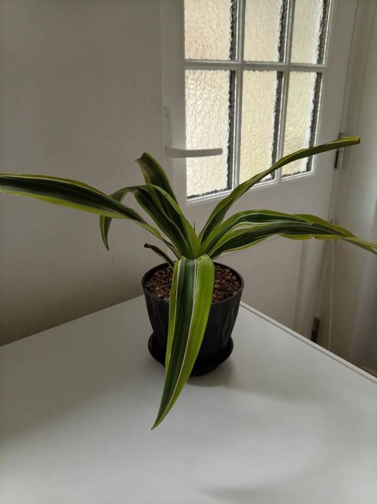 Dracena fragans plant