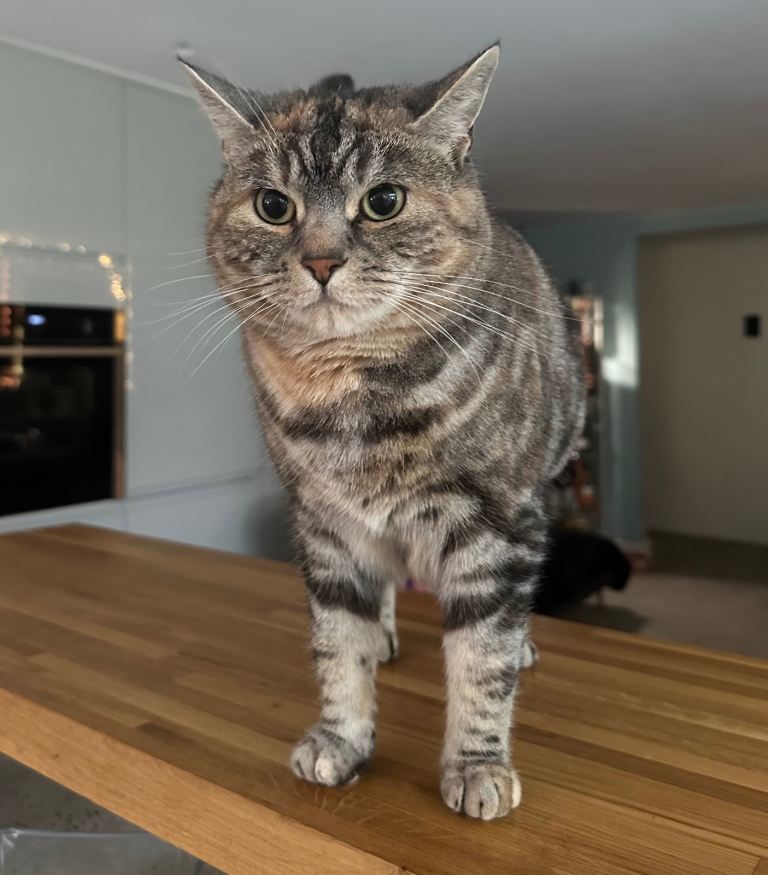 Gorgeous 6 year old Luna