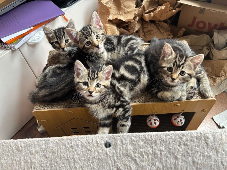 Adorable Family Raised Mixed Bengal Kitten – Super Playful & Cuddly