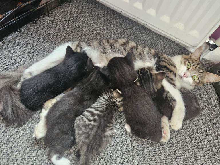 Adorable kittens 