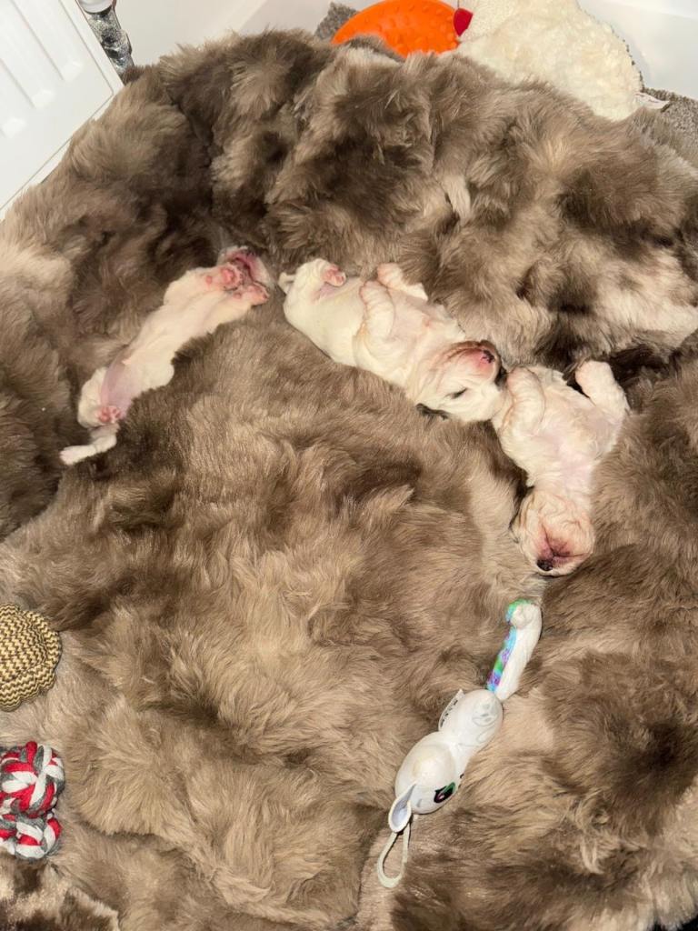 Beautiful Bichon frise puppy’s 