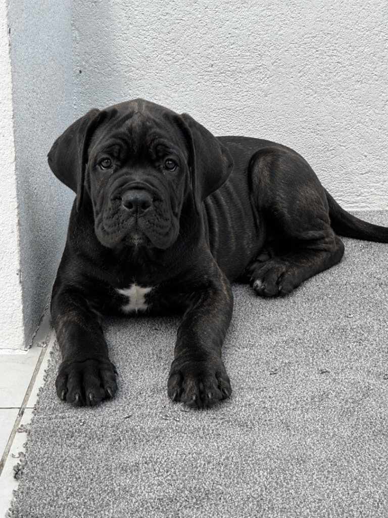 European Champion Bloodline Cane Corso Puppies from £3500