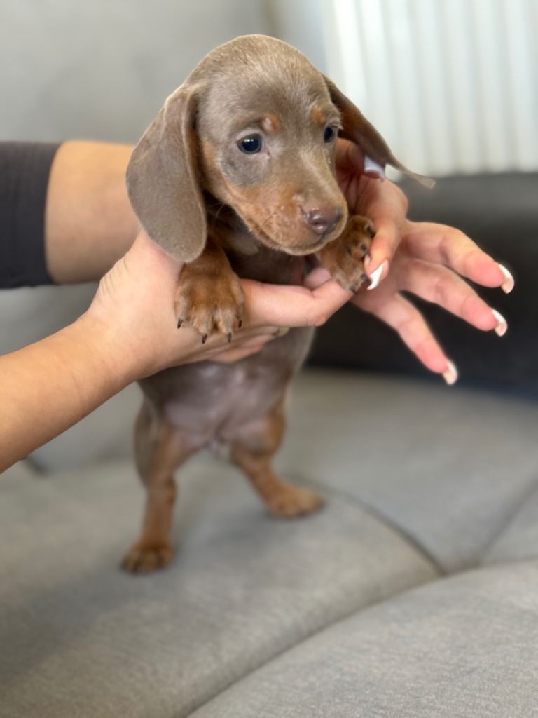 Mini dachshund Izabella!!!