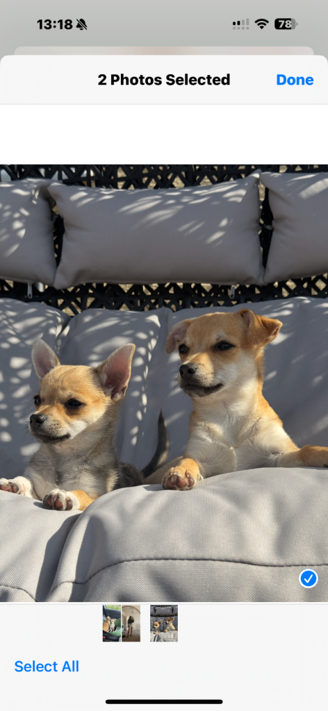 Two Chihuahua x Jack Russell Males for sale 6 months old.