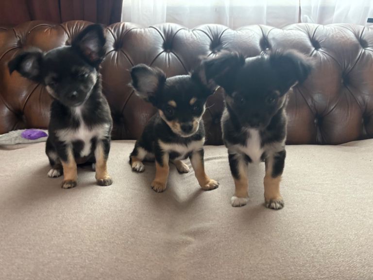 Chihuahua puppies 