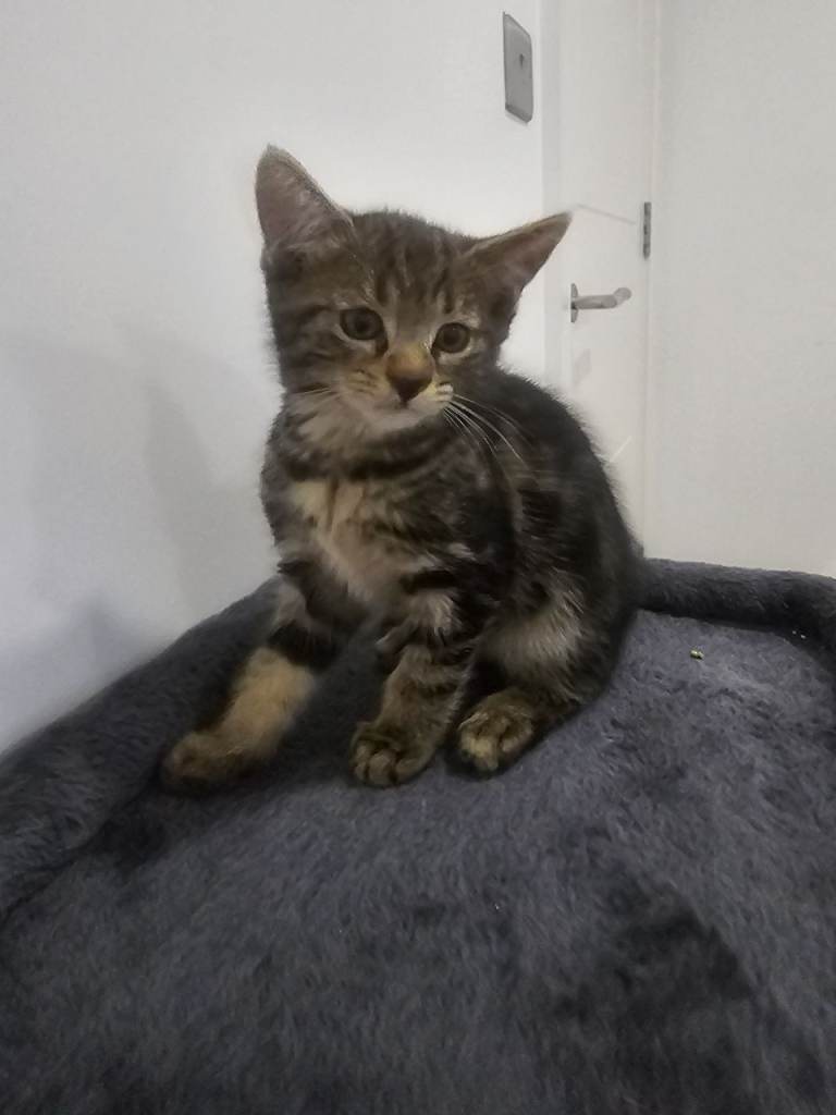 kittens for sale