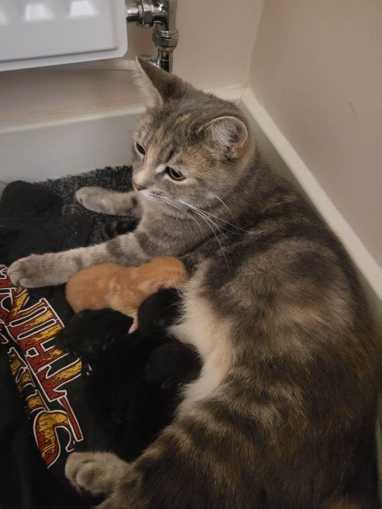 Stunning litter of kittens! 