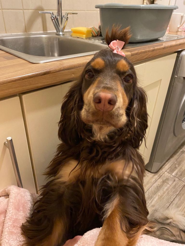 Female chocolate and tan show cocker spaniel 