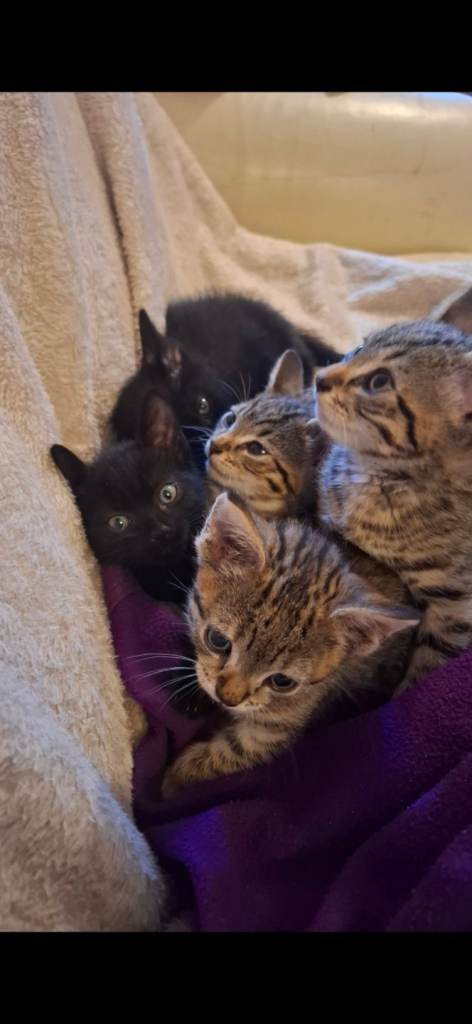 Kitten