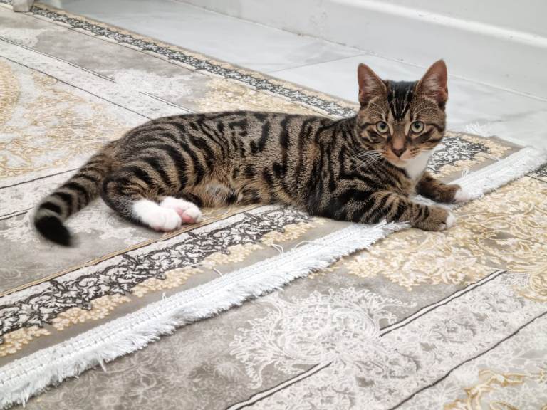1 year old cat male castrated tabby breed