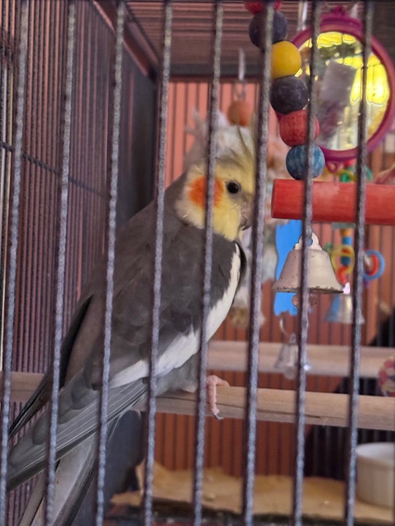 Cockatiel and Accessories 