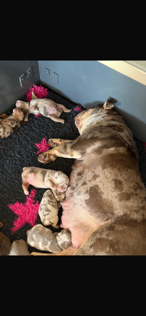 English bulldog puppies 