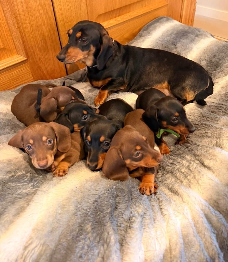 6 gorgeous miniature Dachshund 