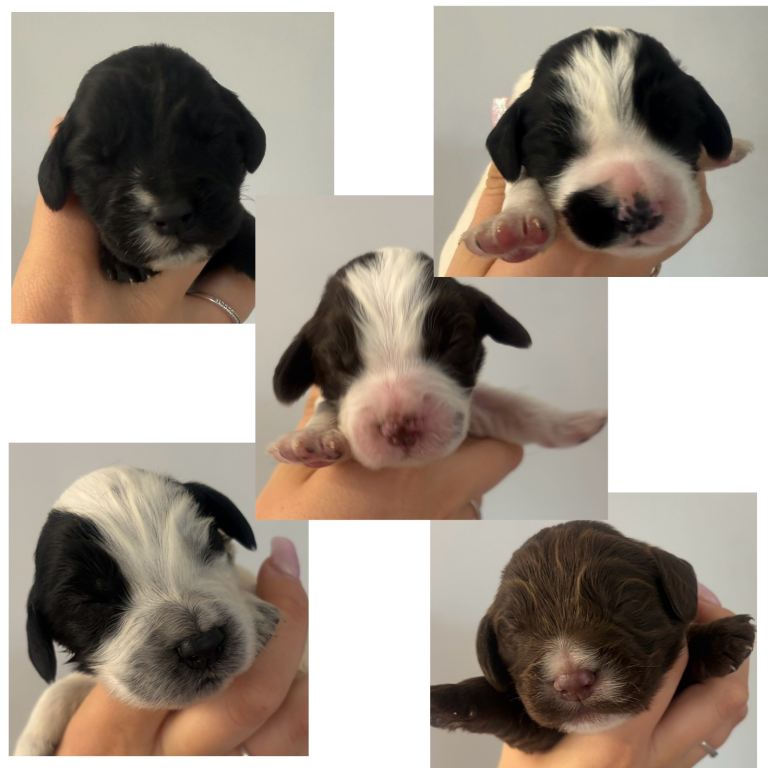 5 Cocker spaniel puppies for sale 