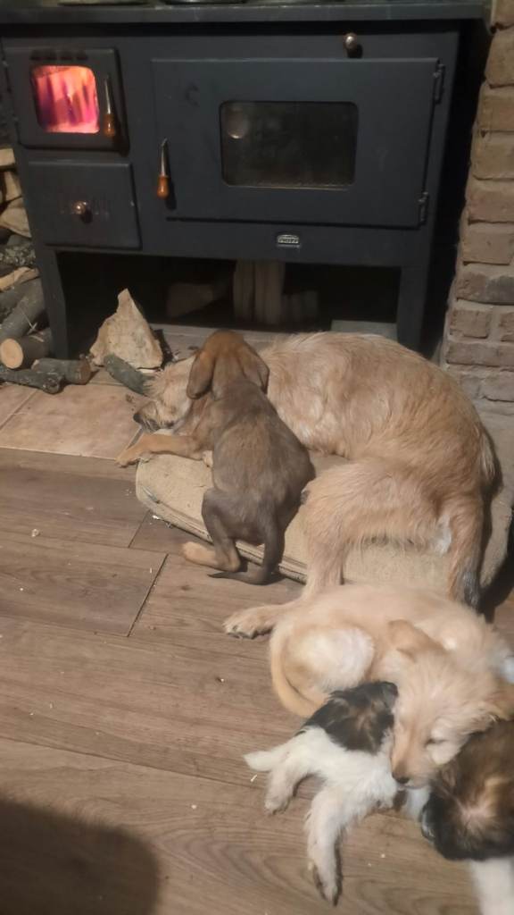 Mixed breed puppies