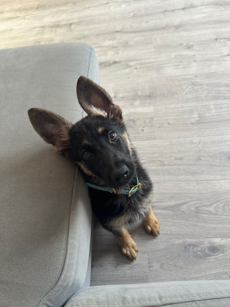 13 week old GSD